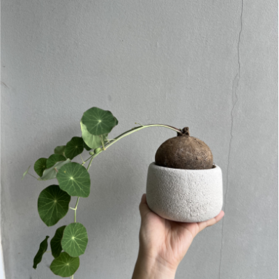 泰國圓葉山烏龜Stephania erecta
