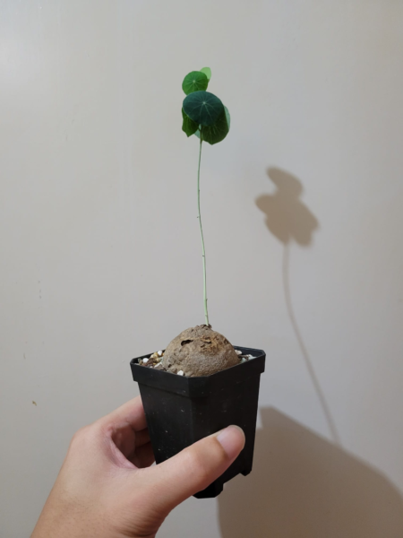 泰國圓葉山烏龜Stephania erecta - Image 2