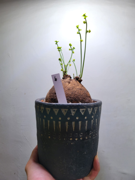 泰國圓葉山烏龜Stephania erecta - Image 3