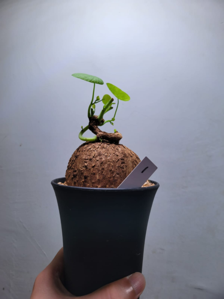 泰國裂紋山烏龜Stephania suberosa - Image 3