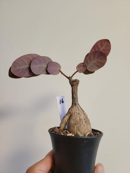 奇異油柑/孔雀油柑Phyllanthus mirabilis - Image 2