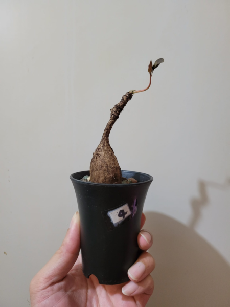 奇異油柑/孔雀油柑Phyllanthus mirabilis - Image 3