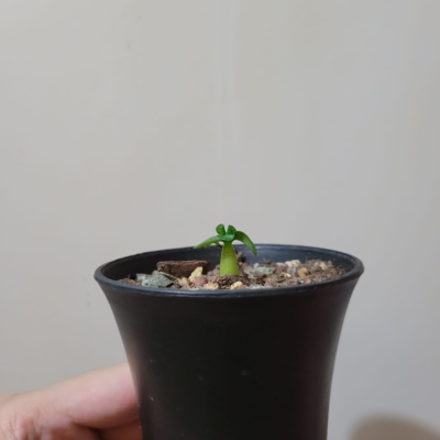 羊角沙漠玫瑰種子Dorset horn adenium (seeds)